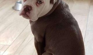 最忧郁的狗 最忧郁的狗