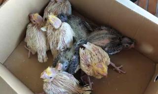 珍珠鸟课堂笔记图片 珍珠鸟课堂笔记图片